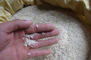 Cách nhận biết gạo “tắm” hóa chất, phun hương liệu độc hại